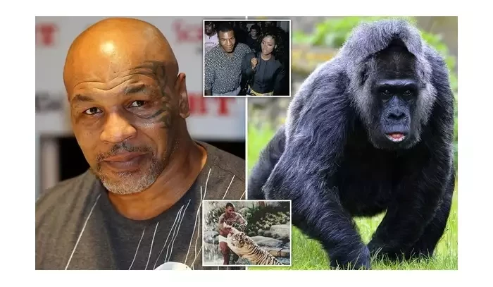 Mike Tyson: Chtěl jsem v zoo zápasit s gorilou, podplatil jsem správce