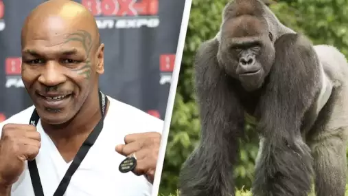 Mike Tyson: Chtěl jsem v zoo zápasit s gorilou, tak jsem podplatil správce